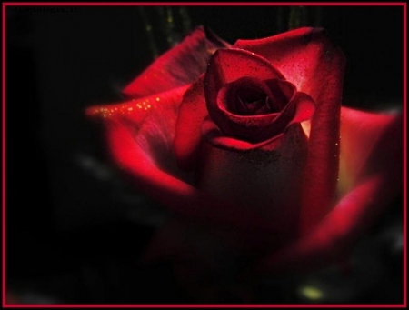 rosa rossa