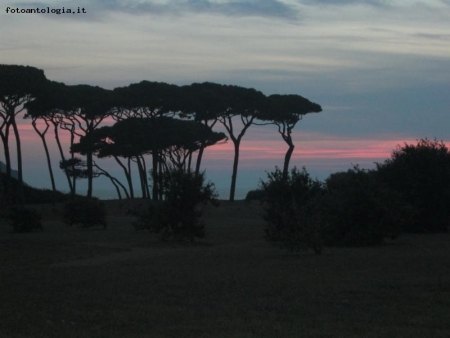 tramonto con pineta