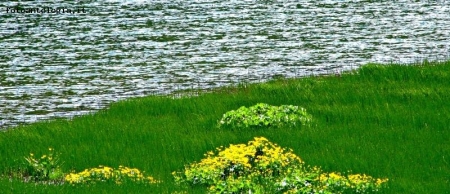 il prato fiorito e il lago