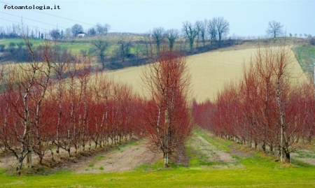 alberi da frutta?