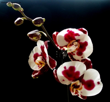 phalaenopsis