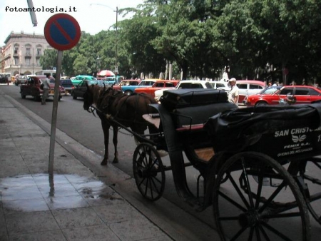 Coche de caballo en Parque Central - La Habana