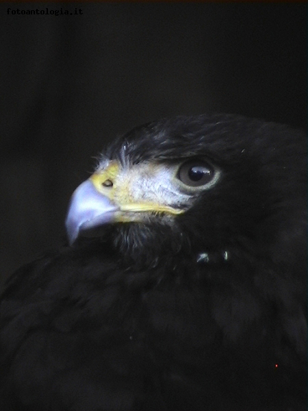 Lo sguardo del falco