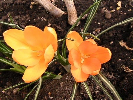 crocus