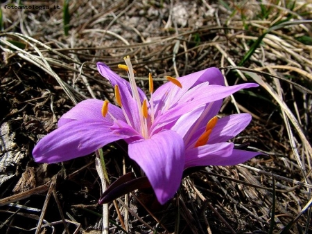bulbocodium vernum