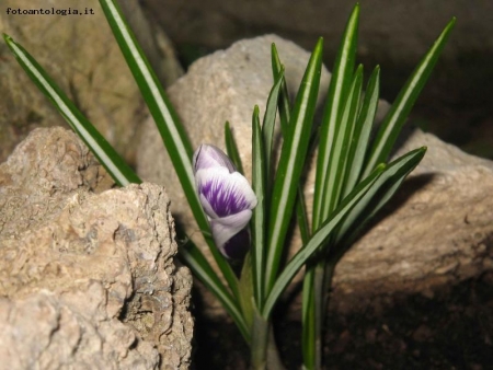 bocciolo di crocus