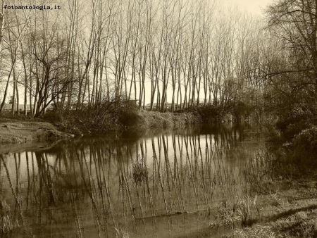 il riflesso dei pioppi