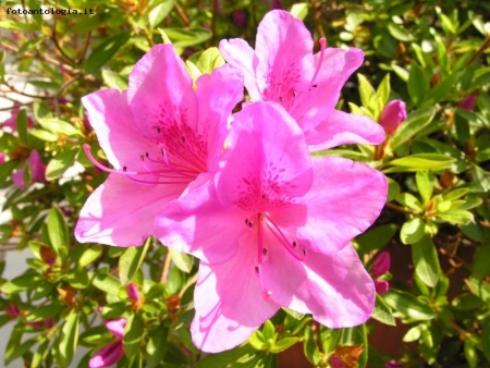 Fiori