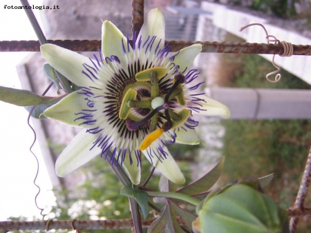 PASSIFLORA FIORITA