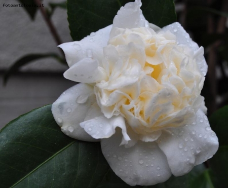 Camelia Snowball