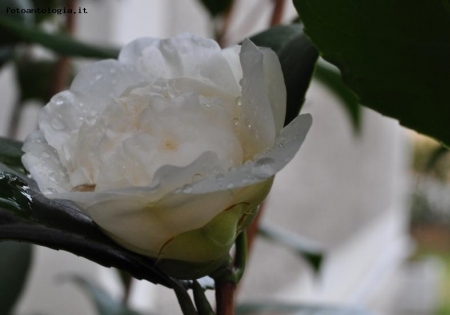 Camelia Snowball