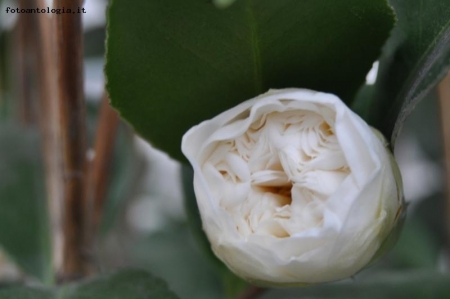 Bocciolo di un fiore di Camelia