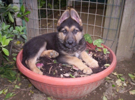 cucciolo pastore tedesco