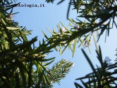 Foresta di Rosmarino