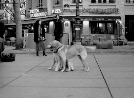 cani a parigi