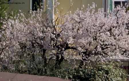 21 MARZO (Primo giorno di primavera)