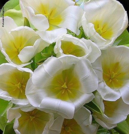 tulipani