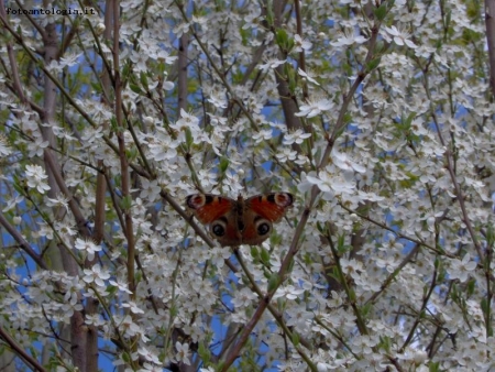 E' primavera