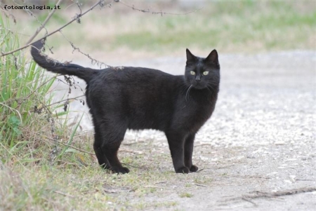 gatto.....nerone