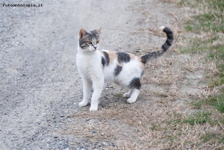 gatto...in allerta