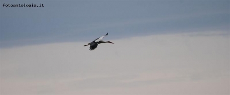 ...in volo