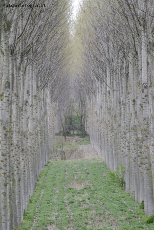 come soldati...allineati e coperti