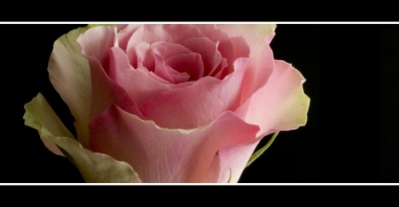Taglio stretto "In rosa"