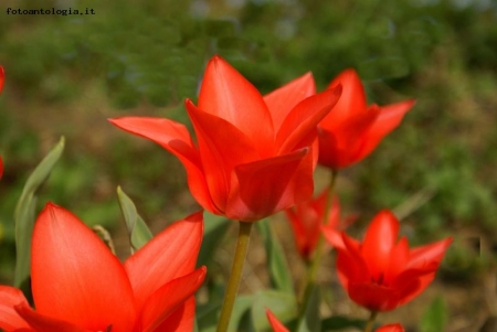 Tulipani