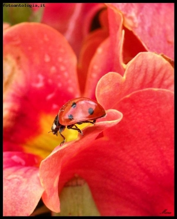 Coccinella su petalo!