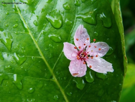 morte di un fiore .........