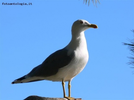 gabbiano