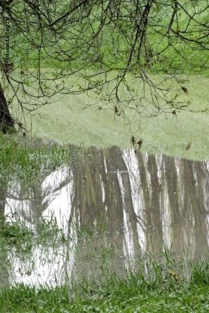 riflessi tra il verde