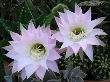 fiori di cactus