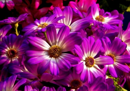 cineraria