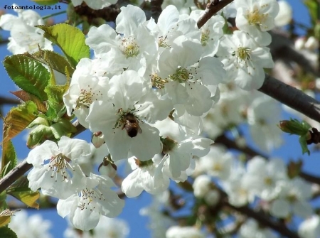 Impollinazione: l'abbuffata