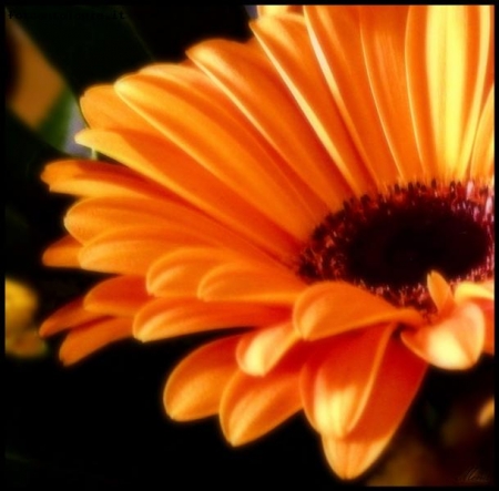 Orange..