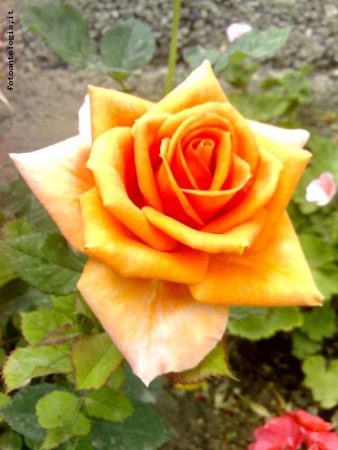 Rosa Arancio