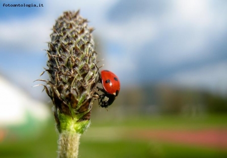 coccinella a passeggio..