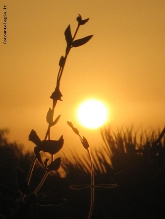 Alba o Tramonto?