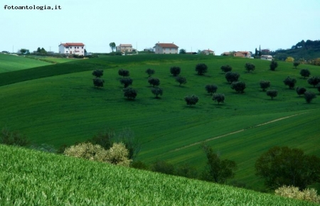 colline 4