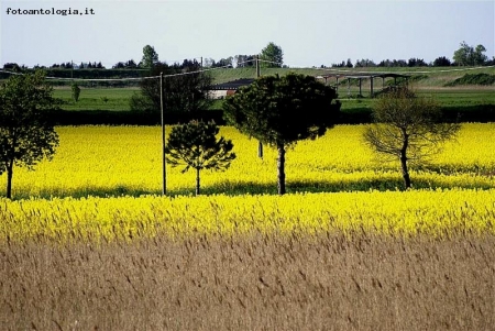 panorama agricolo 2