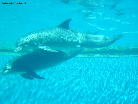 Delfini - Acquario di Genova