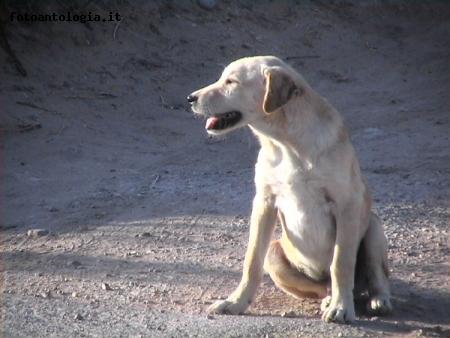 Un cagnolino randagio