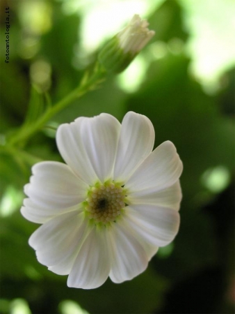 cineraria bianca