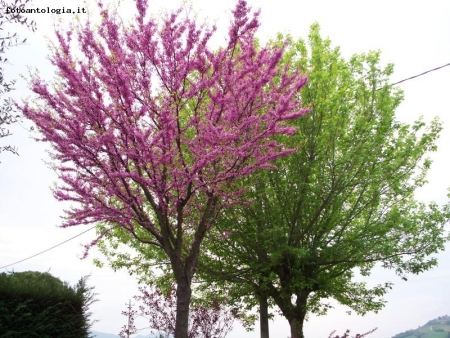 alberi colorati