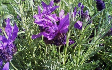 Lavanda_ballerina