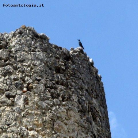 IL PASSERO SOLITARIO