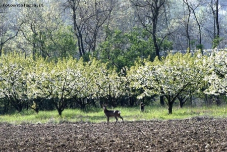 capriolo...in posa!