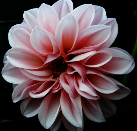 dalia