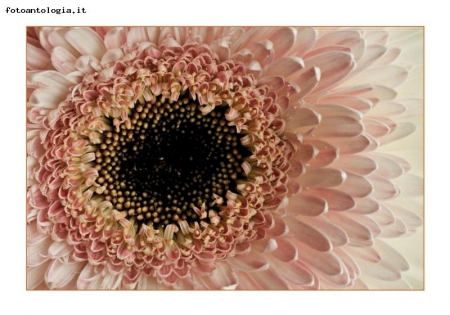 Gerbera 5